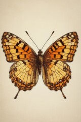 Obraz premium A butterfly perched on a wall