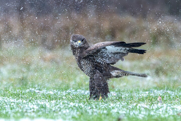 Myszołów w czasie śnieżycy © M