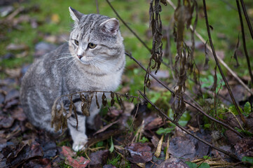Cat sitting among wilted plants in the garden in autumn