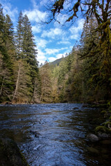 Obraz premium river in the forest