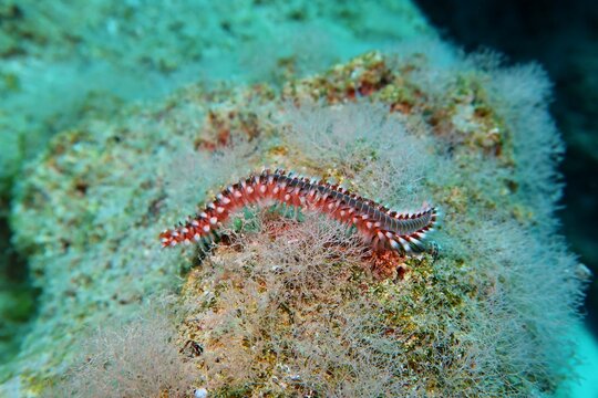 Animal macro photography, red dangerous worm, scuba diving trip. Poisonous red spiny fireworm (family Amphinomidae) on the seabed. Marine life, travel picture. Wildlife in the deep ocean.