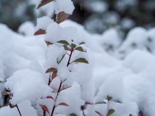 Snow-covered branches of a plant in a winter landscape with fresh snowfall