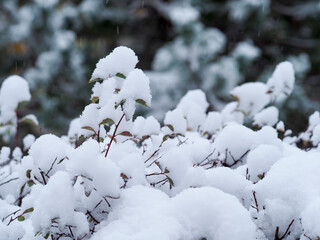 Snow-covered branches in a winter forest, close-up view of fresh snowfall on plants, serene winter scene