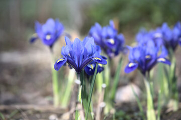 Close-up of vibrant blue iris flowers blooming in a garden, showcasing intricate petal patterns and delicate details.