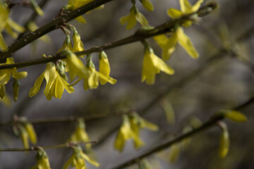 Close-up of yellow forsythia flowers in full bloom, showcasing the vivid colors and natural beauty of springtime flora.