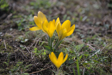 Beautiful yellow crocus flowers blooming in a grassy field during spring, highlighting nature's seasonal renewal and vibrant colors.