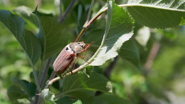 May beetle perched on a young apple tree branch, amidst green leaves, on a sunny day.