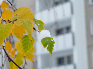 Obraz premium Autumn Leaves with First Snowfall on a Branch in Urban Setting