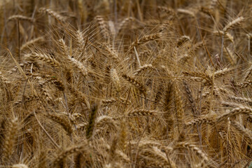 Ripe ears of barley forming a background close up.