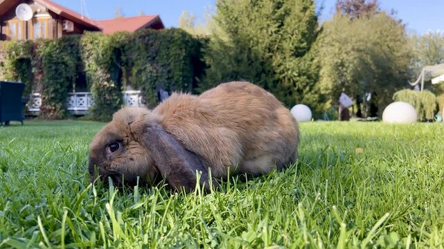 brown lop-eared rabbit or rabbit with long floppy ears on a green grass lawn. In the background there is another rabbit