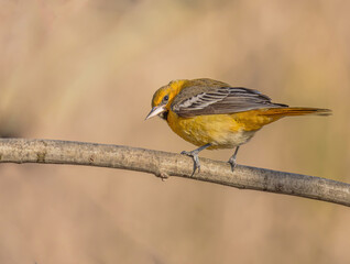 Fototapeta premium Bullock Oriole Perched On A Branch