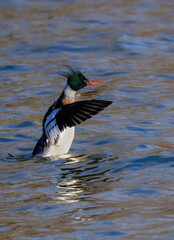 Red Breasted Merganser Doing A wing Flap