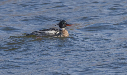 Red Breasted Mergansers On Lake Ontario