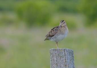 Wilson's Snipe On Post