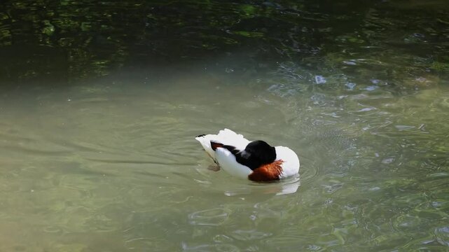 The common shelduck, Tadorna tadorna is a waterfowl species of the shelduck genus, Tadorna.