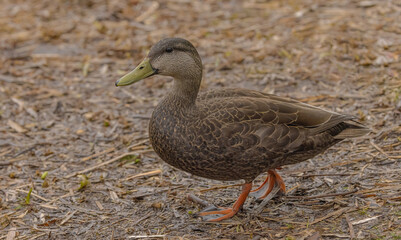 American Black Duck Out Of Water