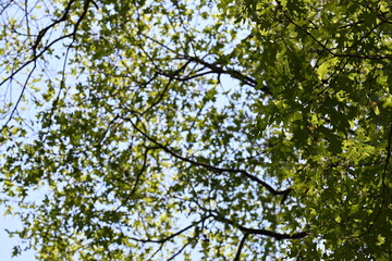 green leaves against blue sky