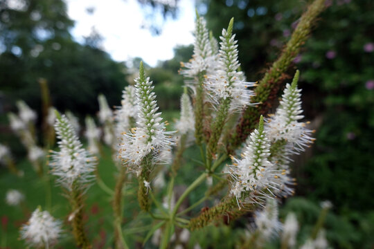 Kandelaber-Ehrenpreis (Veronicastrum virginicum) - bl&uuml;hend