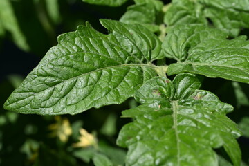Vegetable leaf during the daylight