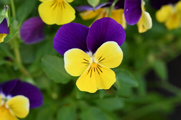 Yellow and purple pansy flowers