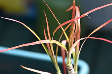 Red and yellow grass or strands of leaves during the spring season.
