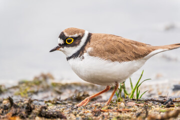 Little ringed plover (Charadrius dubius), bird standing on the lake shore