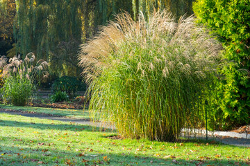 Miscanthus sinensis 'Federweißer'