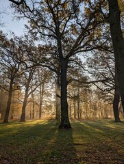 Fototapeta premium Sunrise in an Autumn Forest with Golden Light and Long Shadows