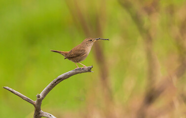 Fototapeta premium A Balancing Act For The House Wren