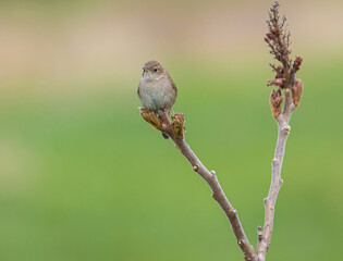 A House Wren Perched On Sumac Tree