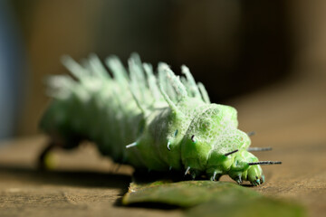 Large green caterpillar of the Cobra moth (Attacus atlas) with spiny texture