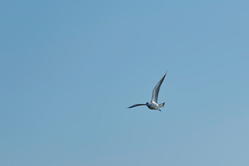 seagull in flight