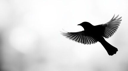 Fototapeta premium a black bird flying through the air with its wings spread wide, against a blurred background