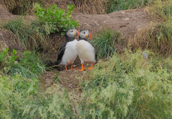 Puffins At Witless Bay Ecological Reserve