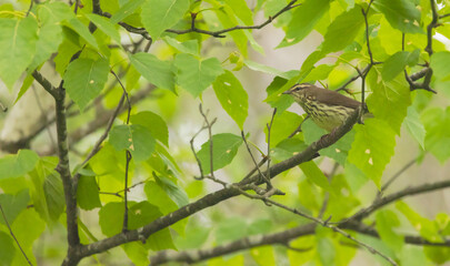 Northern Waterthrush