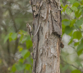 Fototapeta premium Brown (Virginia) Creeper