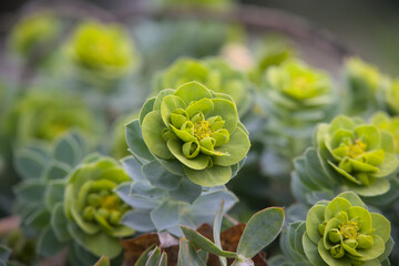 A vibrant green succulent plant in full bloom, showcasing its layered rosette shape with small...