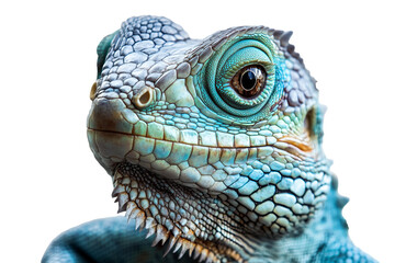 Fototapeta premium turquoise lizard png isolated on transparent background