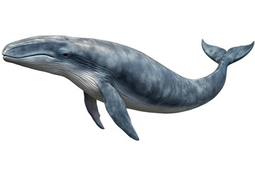 Fototapeta premium blue whale. png isolated on transparent background