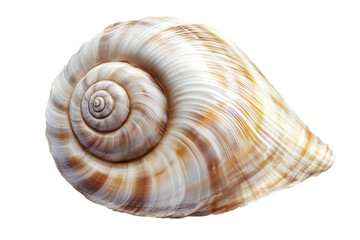 shell  . png isolated on transparent background