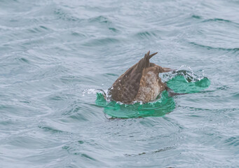 Fototapeta premium greater Scaup Takes A Dive