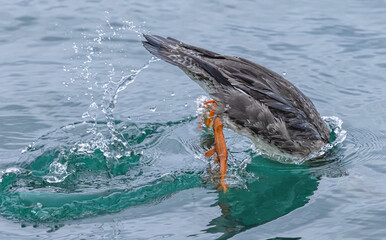 Obraz premium Red-Breasted Merganser Making A Big Splash