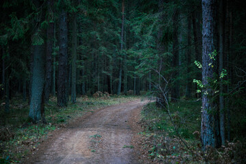 Fototapeta premium A beautiful natural forest in the Knyszyńska Forest 