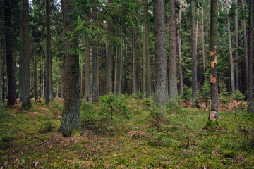 A beautiful natural forest in the Knyszyńska Forest
