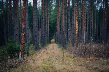 A beautiful natural forest in the Knyszyńska Forest
