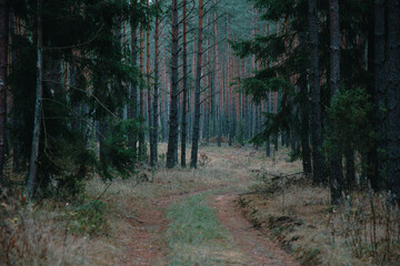 A beautiful natural forest in the Knyszyńska Forest

