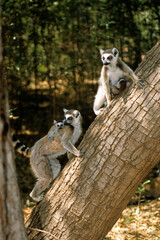 Fototapeta premium Lémurien catta, Lemur catta, Madagascar