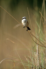 Pie grièche schach,.Lanius schach, Long tailed Shrike