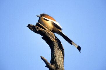 Pie vagabonde, Témia vagabonde,.Dendrocitta vagabunda, Rufous Treepie, Inde