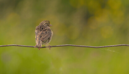 Fototapeta premium Savannah Sparrow Preening